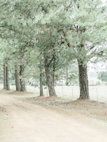Dirt road with trees